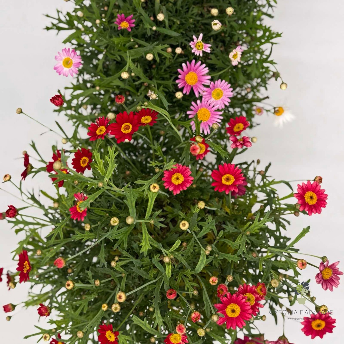 Αργυράνθεμο (Argyranthemum frutescens) | Ανθοφόρος Μαργαρίτα με Πολύμηνη Ανθοφορία - 3